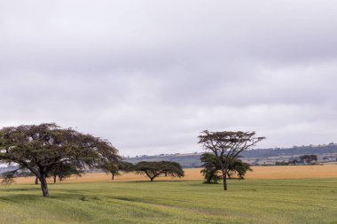 Ağaçlarla kaplı güzel bir manzara.