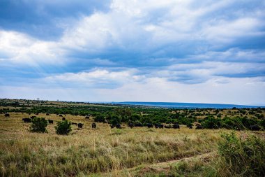Bir ağaçla Afrika savanasının manzarası