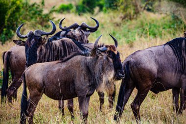 Bir grup Afrika antilobu (connoetus tachaes) vahşi doğada.