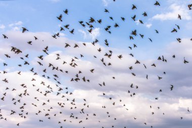 Gökyüzünde uçan güvercin sürüsü