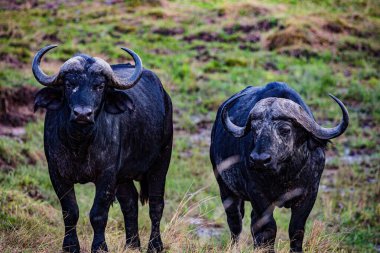 Çimlerin üzerinde duran iki siyah bufalo