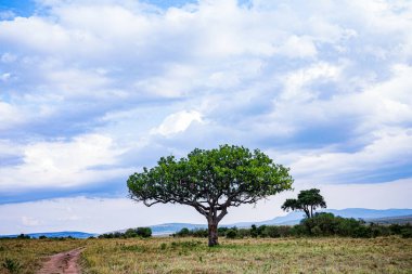 Tarladaki bir ağacın dikey görüntüsü.