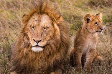 Kenya 'daki Masai Mara Ulusal Parkı' nda iki erkek aslan.