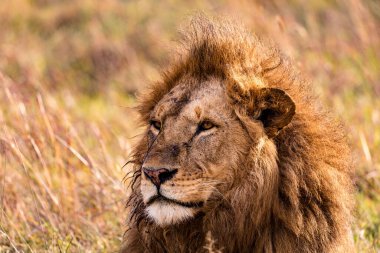 Kenya savanındaki aslan