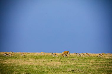 Güneşli bir günde çayırdaki kırmızı geyikler.