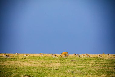 Vahşi kızıl geyik ailesi