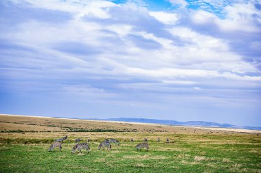 Savanada zebra sürüsü