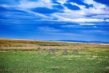 Bir tarladaki koyun sürüsü manzarası