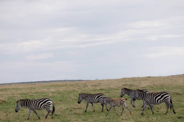 Zebralar Kenya 'nın güneyindeki Masai Mara bozkırında.