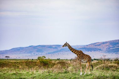Afrika, Tanzanya 'daki savanda zürafa