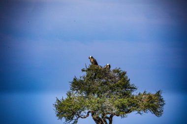 Ormandaki güzel bir kuş görüntüsü.