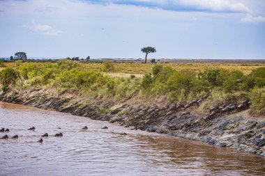 Kenya, vahşi kuşlarla dolu nehir manzarası