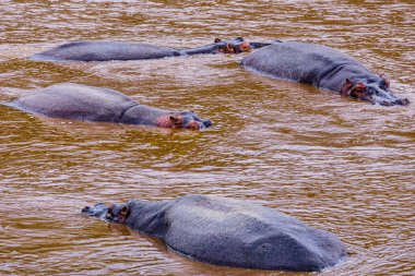 Nehir kıyısındaki bufalo.
