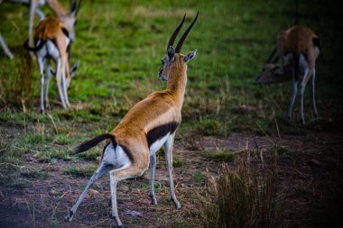 İmpala vahşi doğada