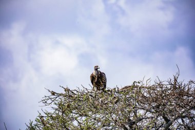 Ağaçta oturan kartal