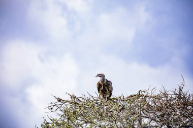 Afrika Kartalı Kruger Park, Güney Afrika 'da.