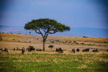Bir zebra sürüsü bozkırda otluyor.