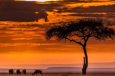 Vahşi hayvanlarla dolu güzel Afrika manzarası