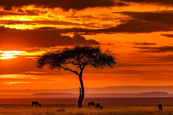 african savannah landscape in the sunset.