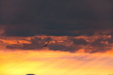 Kenya Fotoğrafçılar: Antony Trivet Fotoğrafçılık