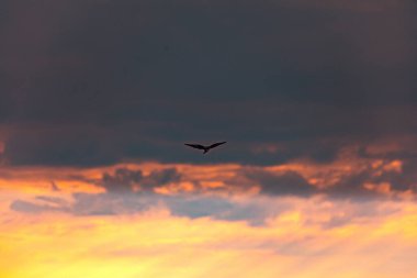 Kenya Fotoğrafçılar: Antony Trivet Fotoğrafçılık