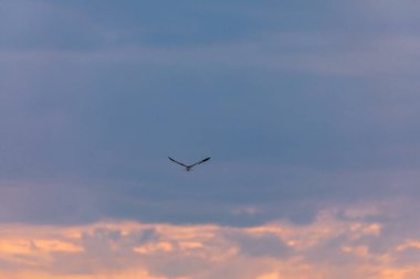 Kenya Fotoğrafçılar: Antony Trivet Fotoğrafçılık