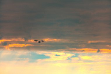 Kenya Fotoğrafçılar: Antony Trivet Fotoğrafçılık