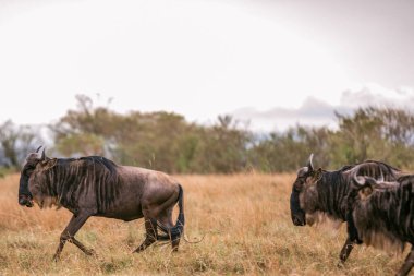 Kenya Fotoğrafçılar: Antony Trivet Fotoğrafçılık