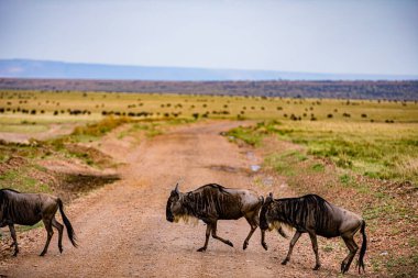 Kenya Fotoğrafçılar: Antony Trivet Fotoğrafçılık