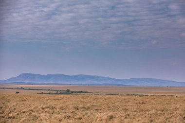 Çimen tarlası ve mavi gökyüzü olan güzel bir manzara.