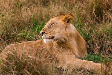 Kenya bozkırında bir aslan