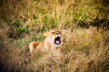 Masai Mara 'da esneyen bir aslan.