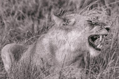 Afrika savanındaki bir aslanın siyah beyaz fotoğrafı.