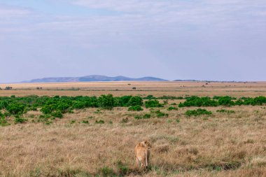Masai Mara aslan