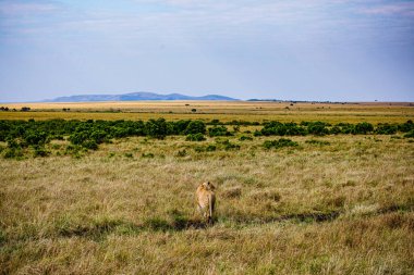 Kenya savanındaki aslan