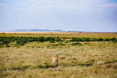 Masai Mara 'daki aslan