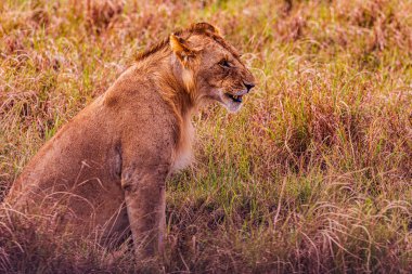 Aslan ulusal rezervde.