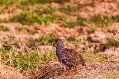 Güzel bir kuşun yakın çekimi.