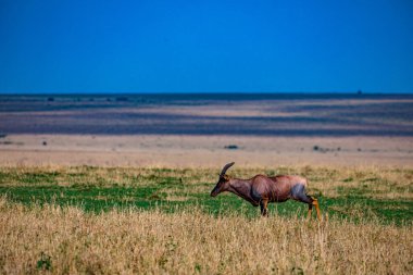 Kenya 'daki çayırlarda otlayan bir antilop sürüsü.