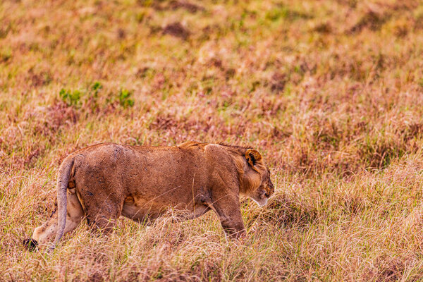 lion cub walking in the grass in the kruger park, south africa.