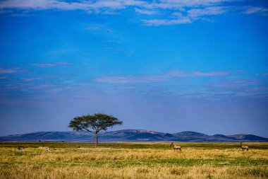 Bir ağacı ve mavi gökyüzü olan Afrika savanı.