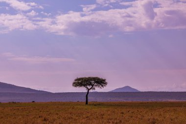 Kenya 'daki Afrika savanasının savanası.