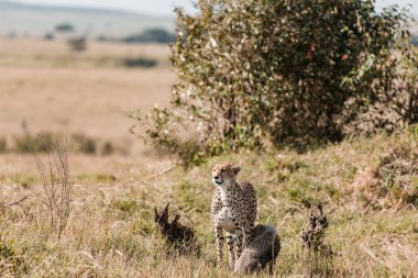 Afrika 'nın güneyindeki Kruger parkında çimenlerde yürüyen çita.