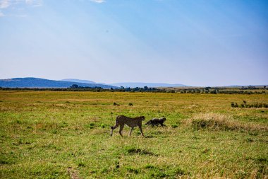 Kenya bozkırında bir erkek aslan.