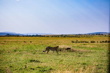 Afrika 'nın bozkırlarında yürüyen bir eğlence sürüsü.