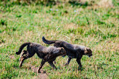 Çimlerin üzerinde yürüyen güzel bir kedi manzarası.