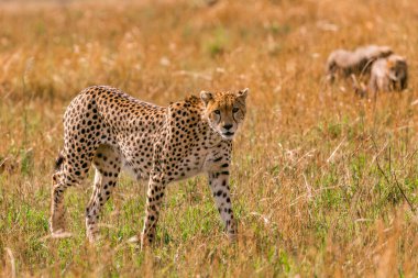 wild leopard in the grass.