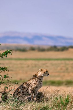 Kenya 'daki Masai Mara Ulusal Parkı' ndaki Çita.