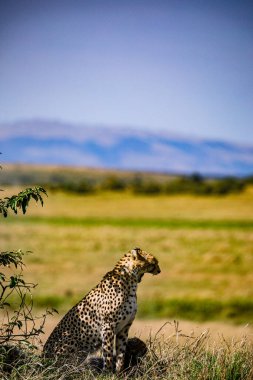 Masai Mara 'daki Çita