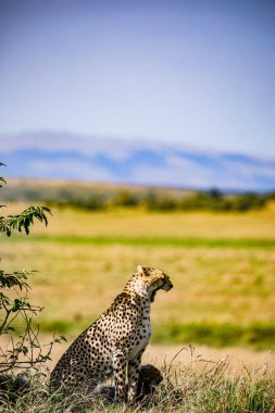 Leopar Kenya 'da Masai Mara' da kuru çimlerde oturuyor.